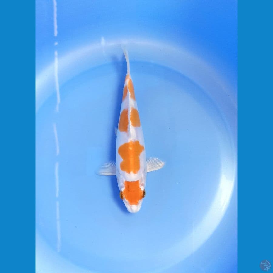 Kikushui 18cm
