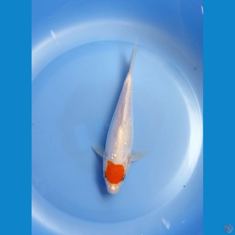 Tancho ori 18cm