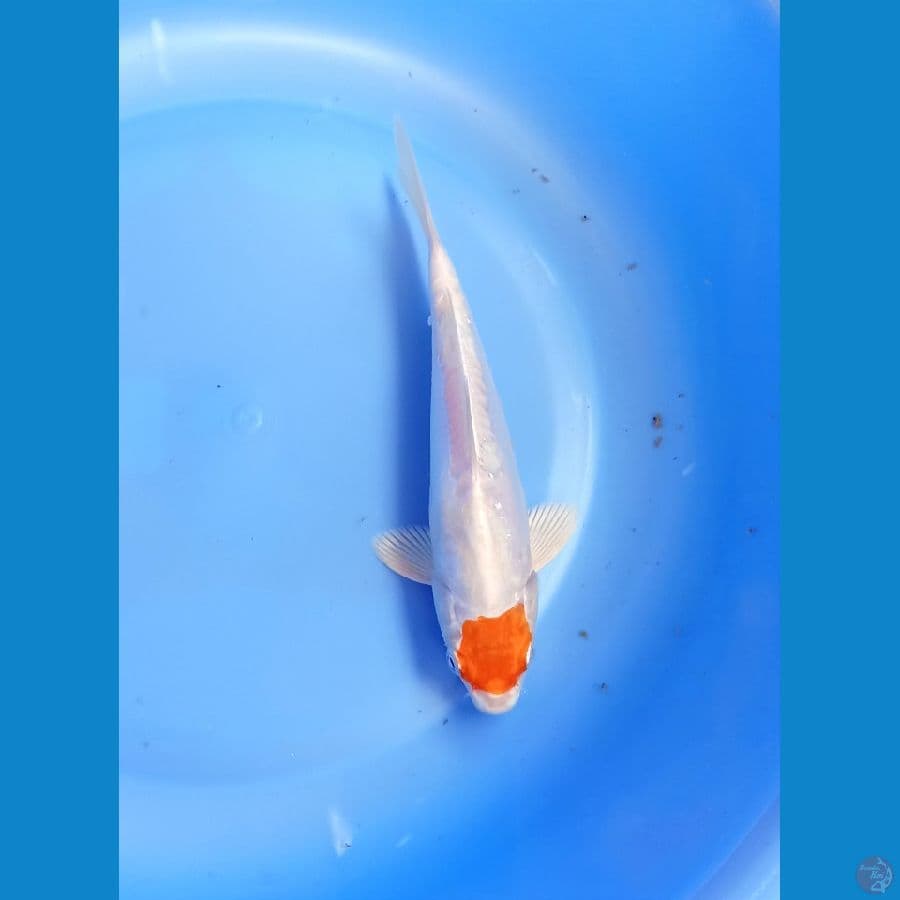 Tancho 18cm