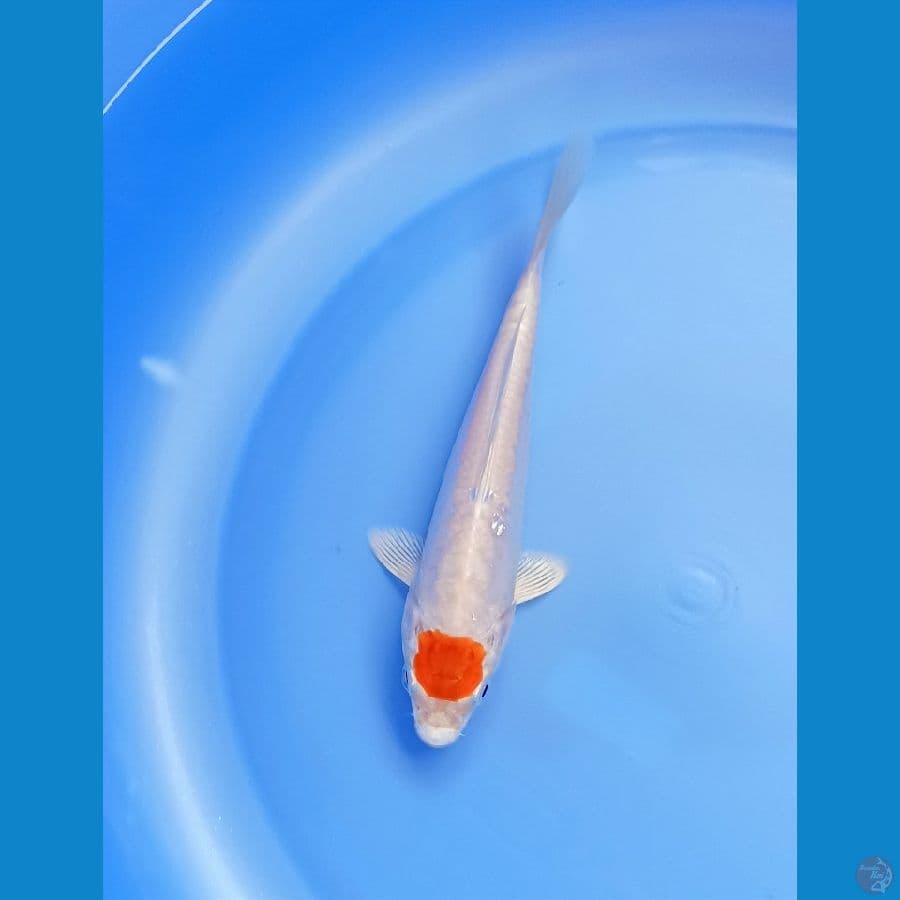 Tancho 14cm