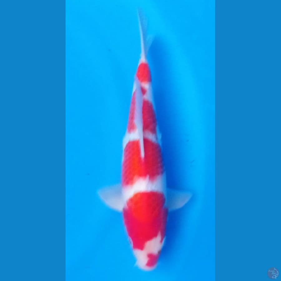 KOHAKU 28CM