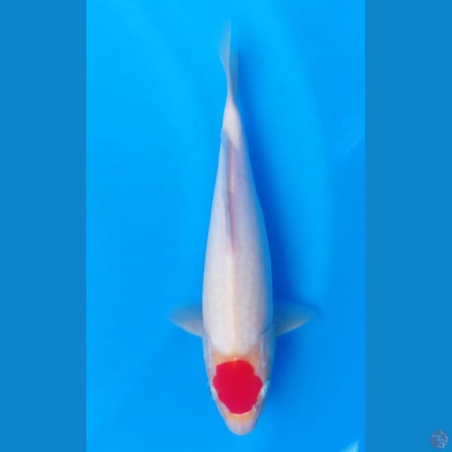 TANCO KOHAKU 27CM