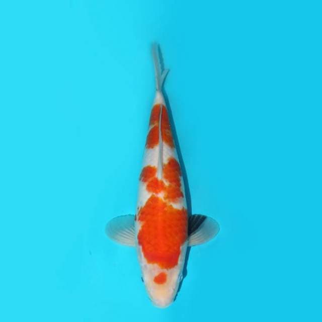 YG_KOHAKU_30 CM