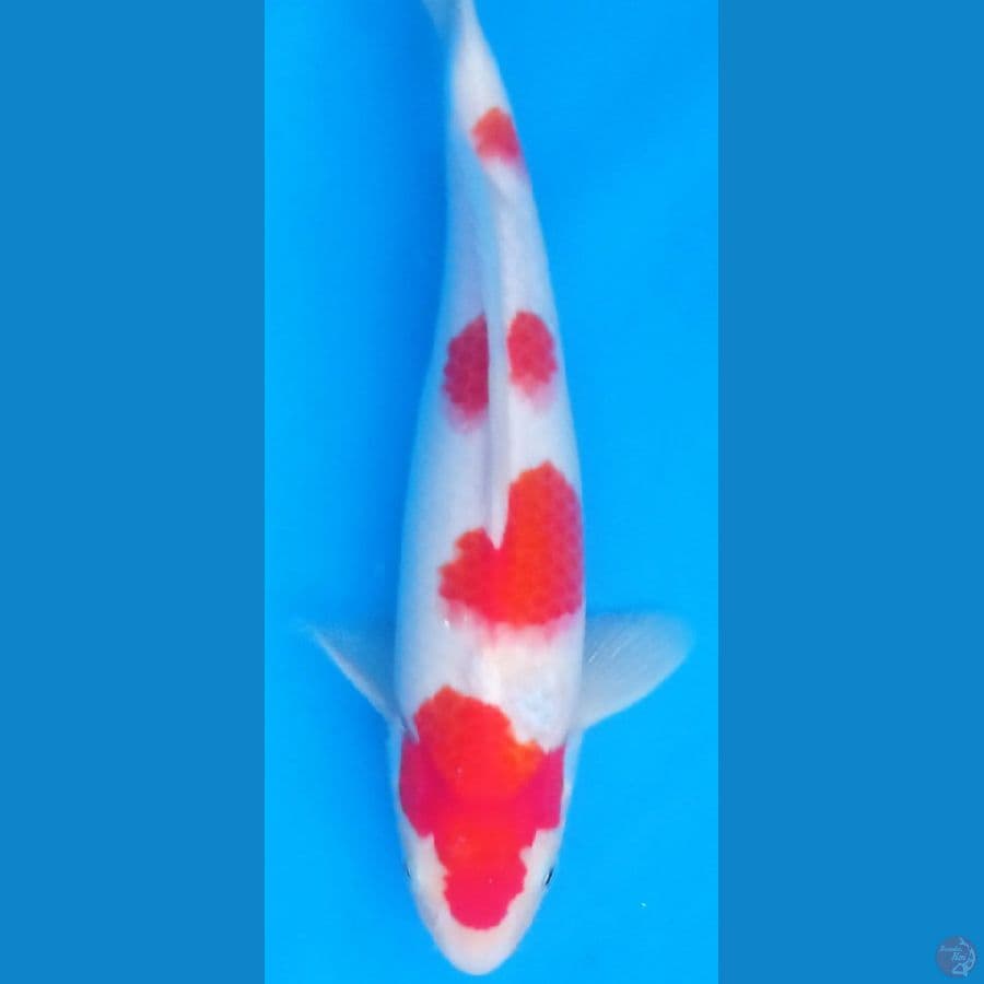 kohaku 28cm