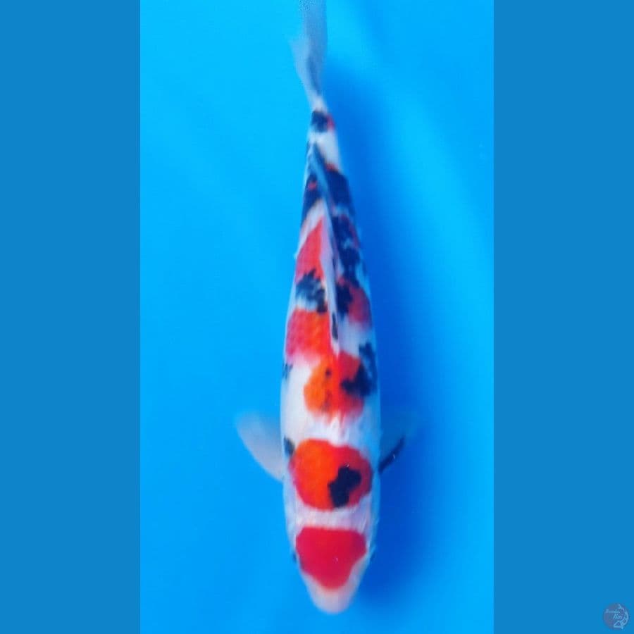 SANKE 28 cm