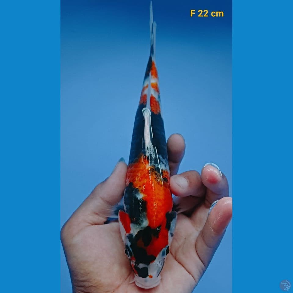 showa 22 cm