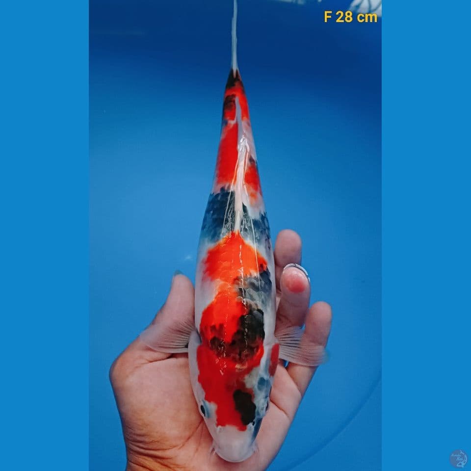 showa 28 cm