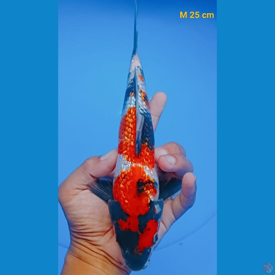 showa ginrin 25cm