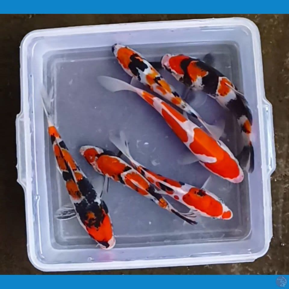 paket mini 20 bu