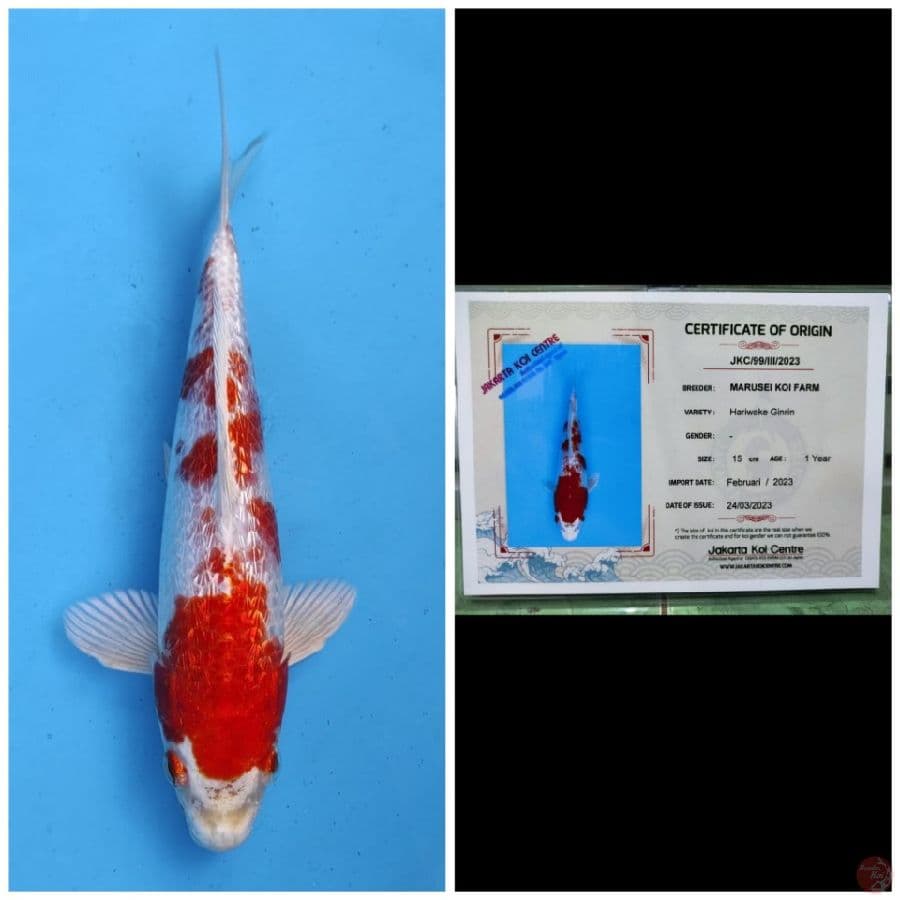 Marusei Hariwake Ginrin