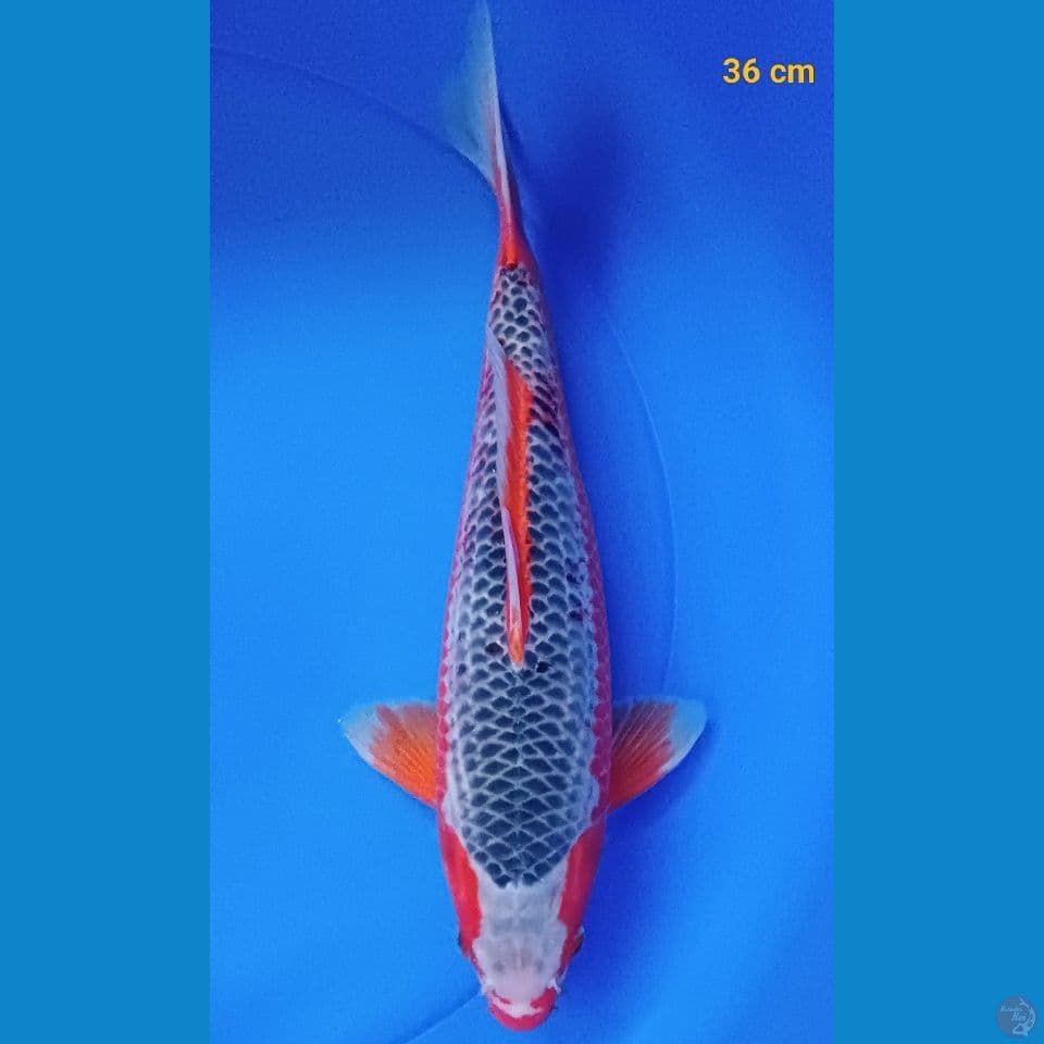 Asagi Male 36 CC