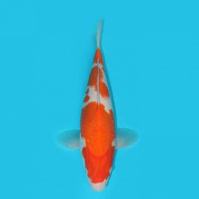 YG_KOHAKU_30 CM