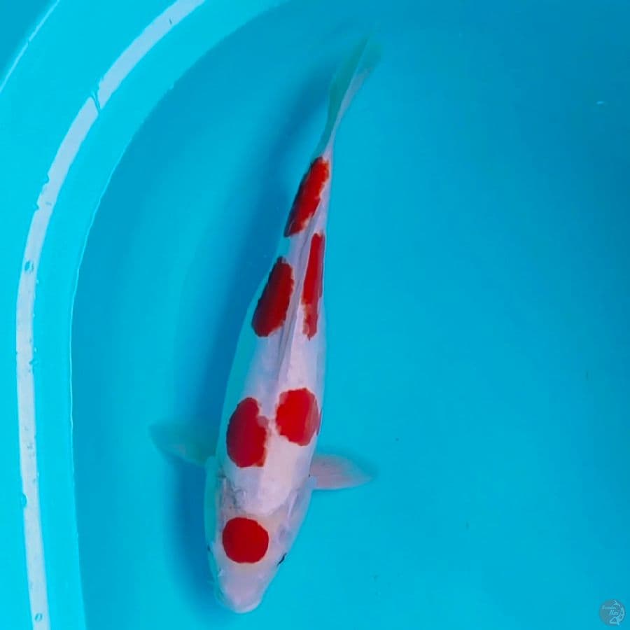 maruten doit 38cm