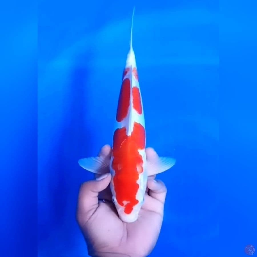 KOHAKU DOIT # 31CM - M