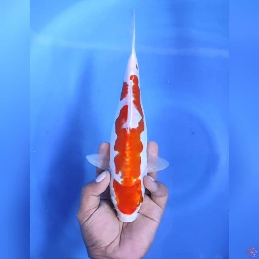 AI GOROMO DOITSU # 27CM - F