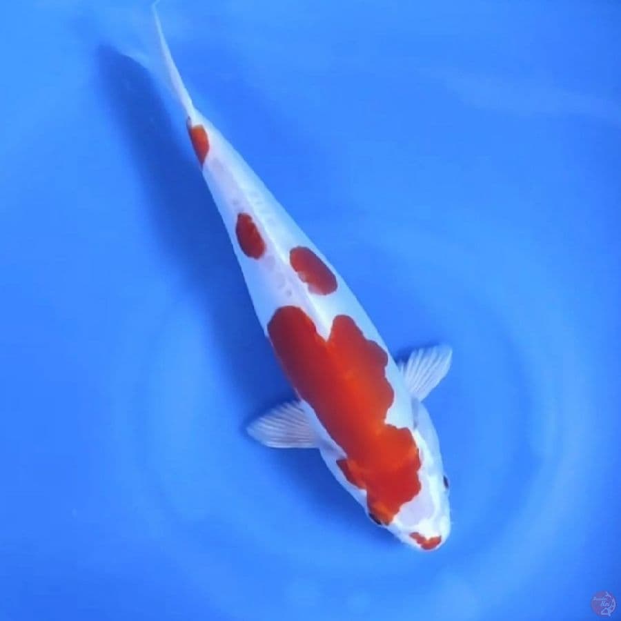 IKUSHUI # 27CM - F