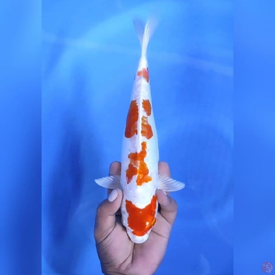 IKUSHUI # 30CM - F