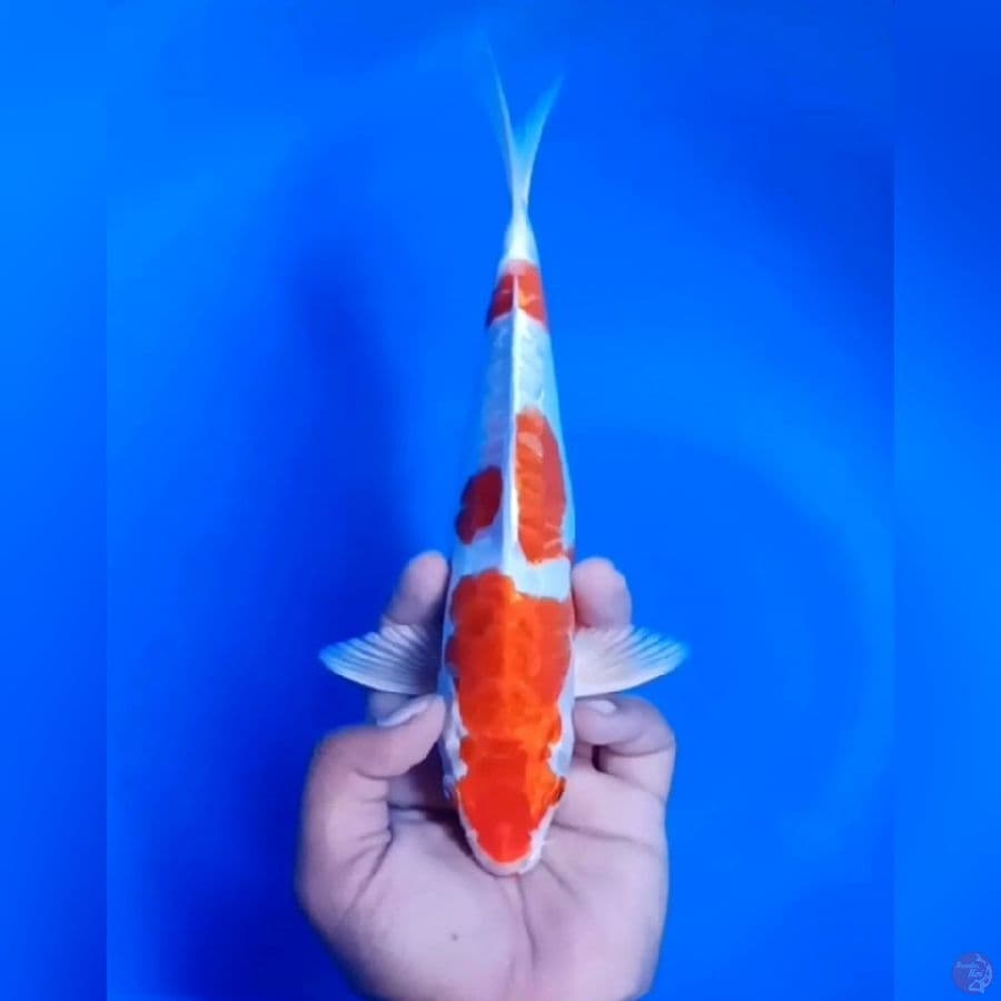 KOHAKU HIKARI # 25CM - F