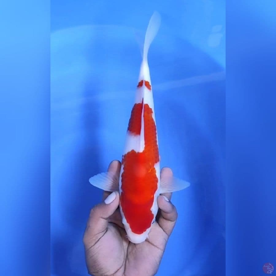 KOHAKU 2 STEPS # 28CM - F