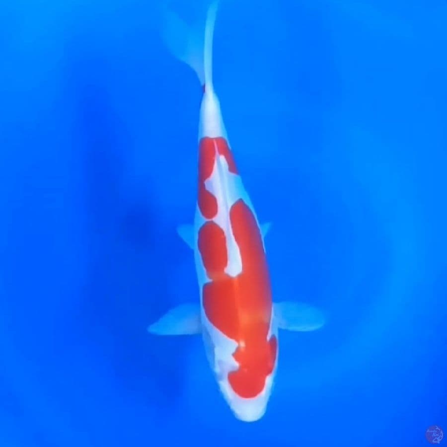 KOHAKU DOITSU # 26CM - F