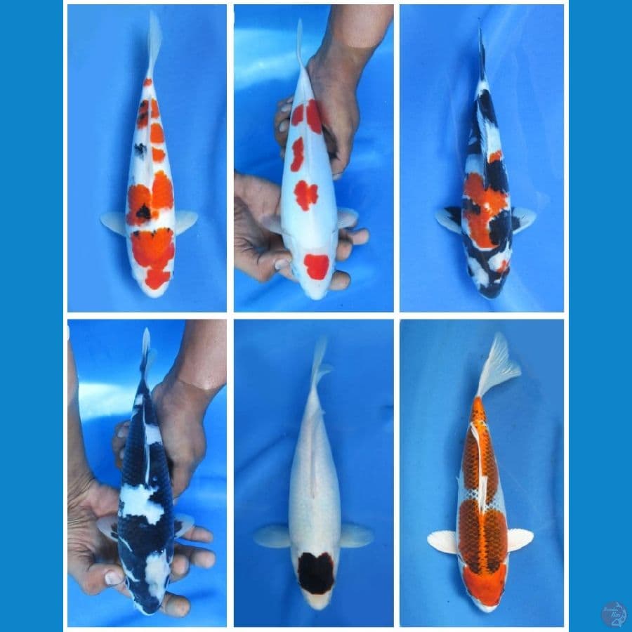 Paket 6 ekor _ 30-35cm