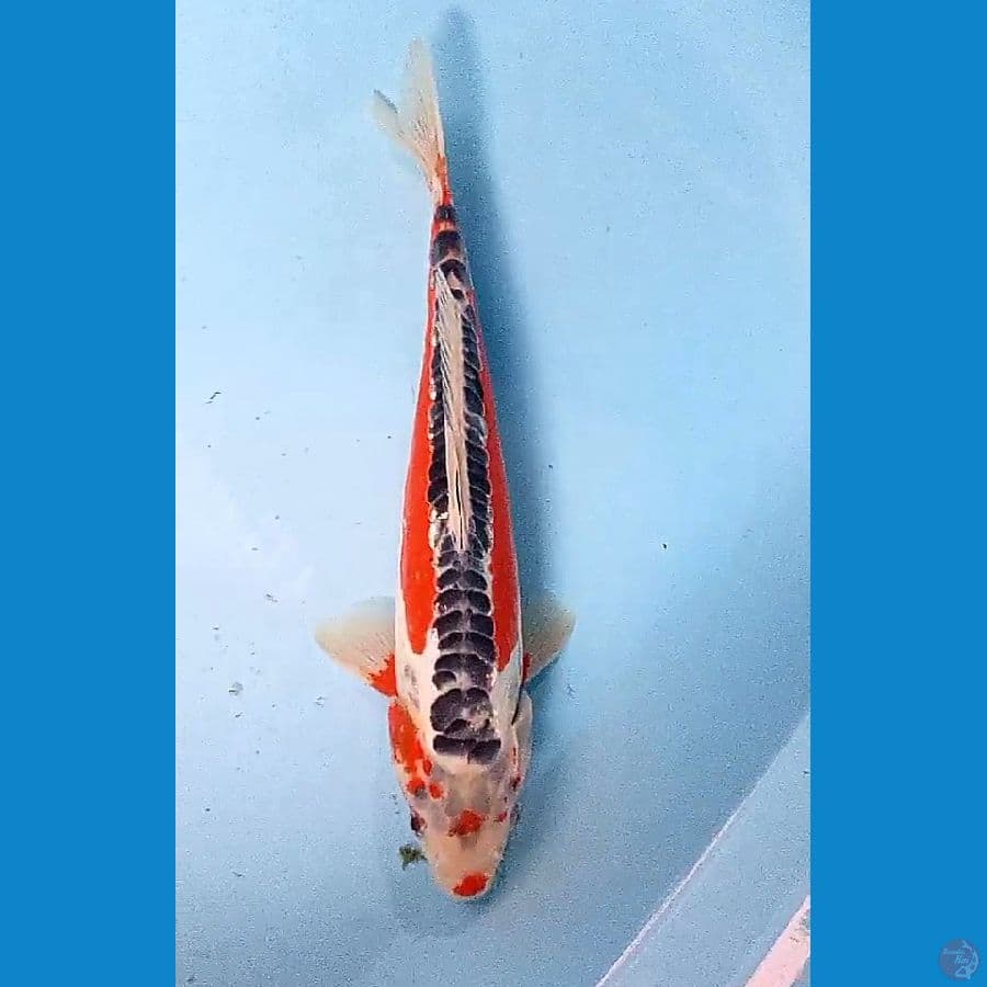30 cm tanci sushui