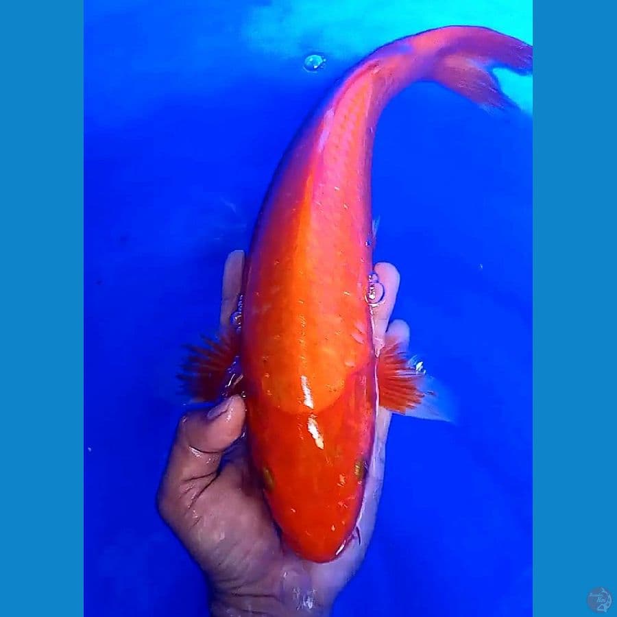 40 bu jumbo ak hajiro ml