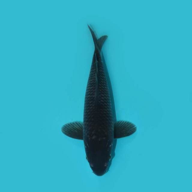 YG_SORA GOI_24 CM