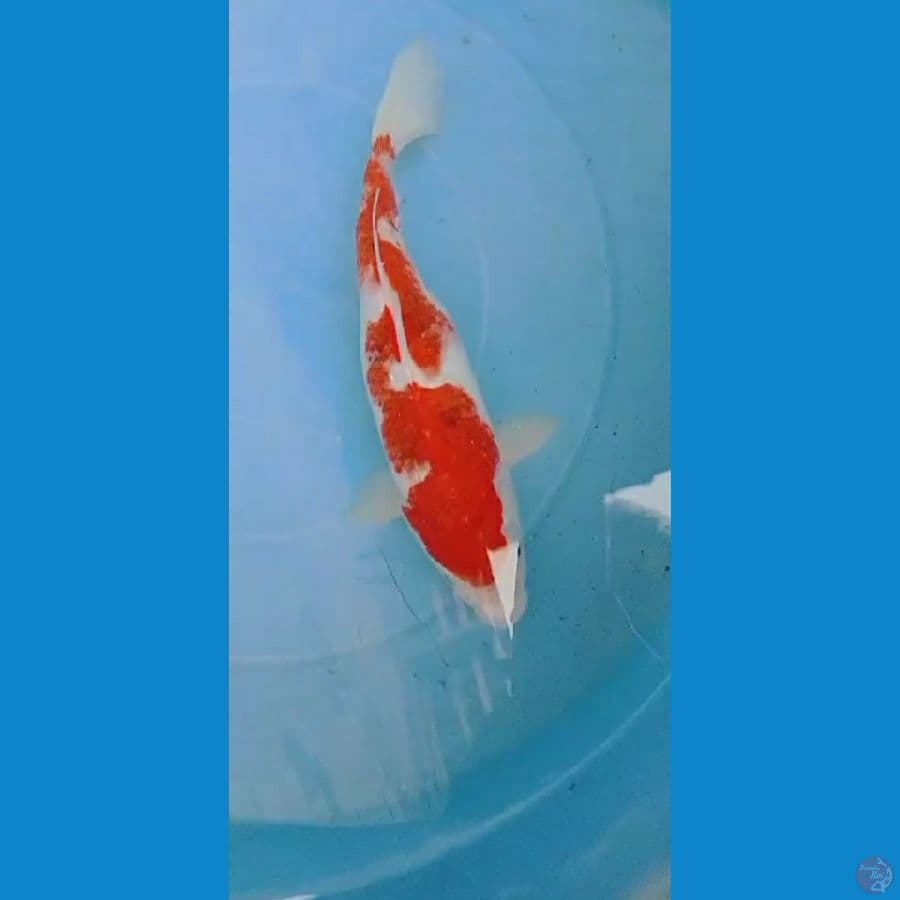 kohaku 32 cm