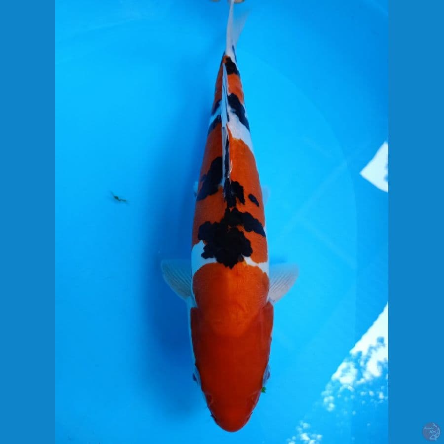 dolitshu9
