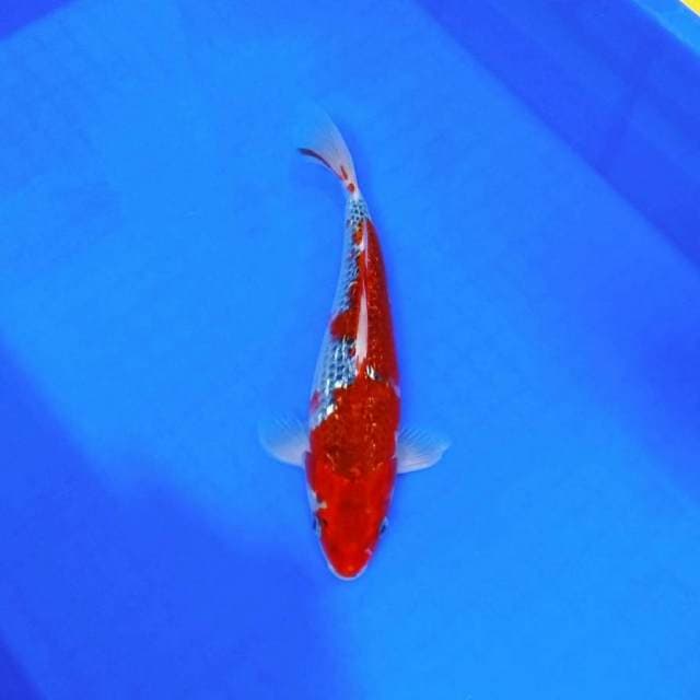 Ghosiki ginrin superred