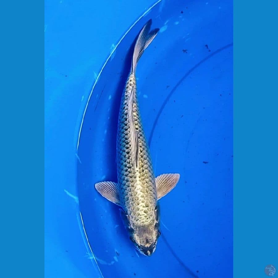 34cm mukashi