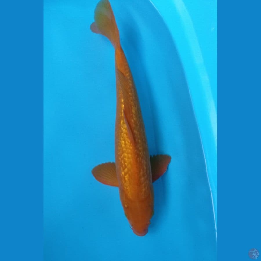 cagoi ginrin 40CM