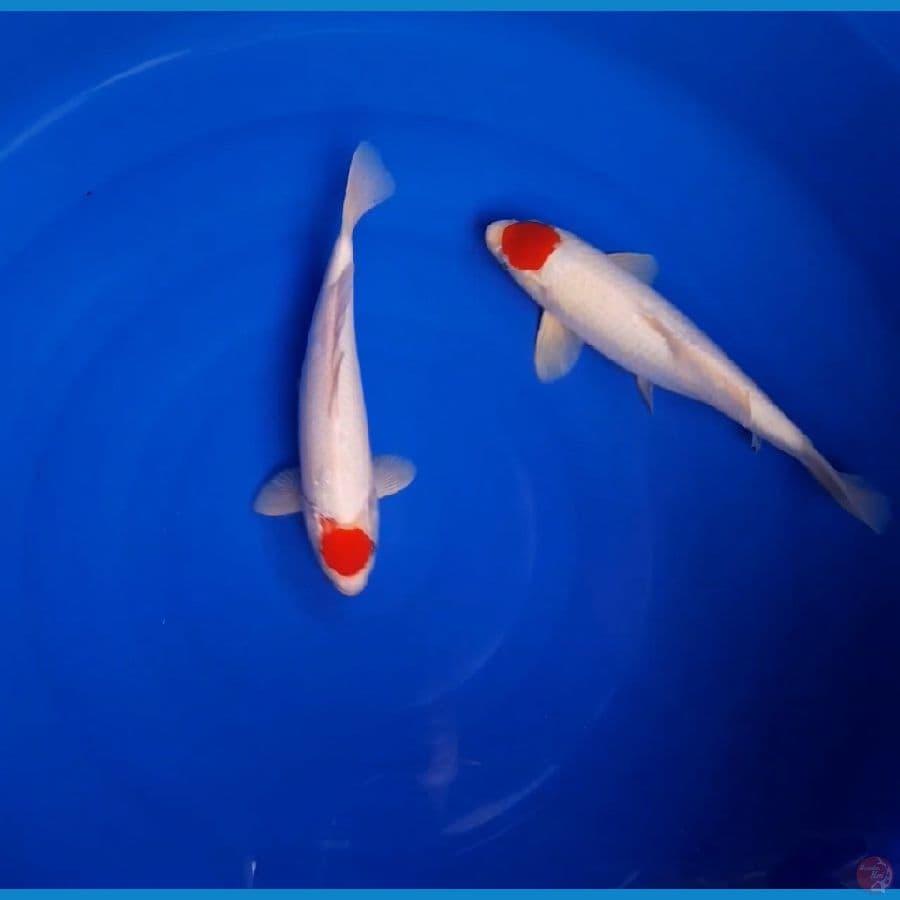 tc kohaku Jantan 32 34cm all Male