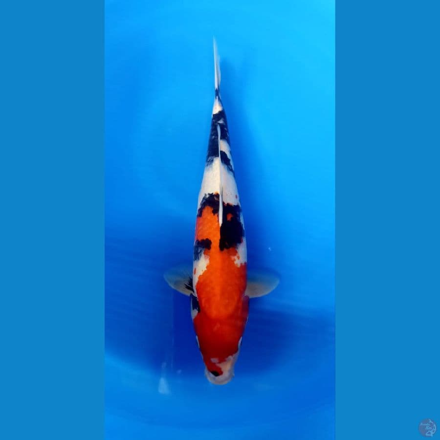 Showa 43cm
