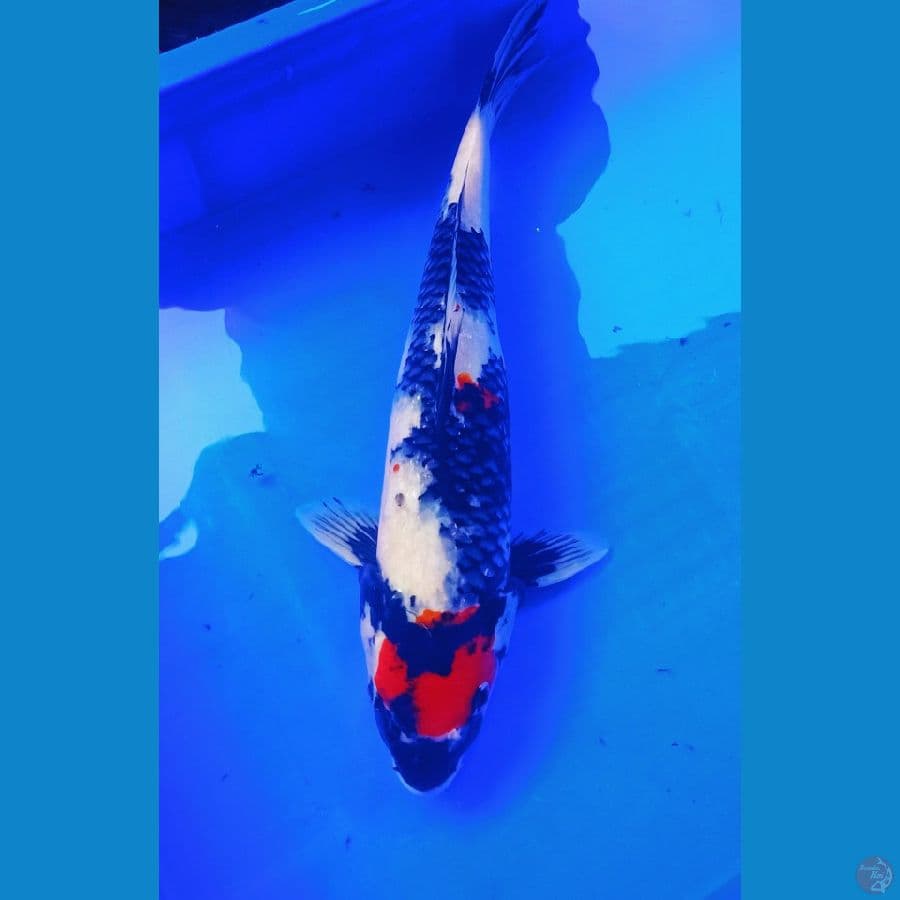 Tancho showa orie male size 40bu