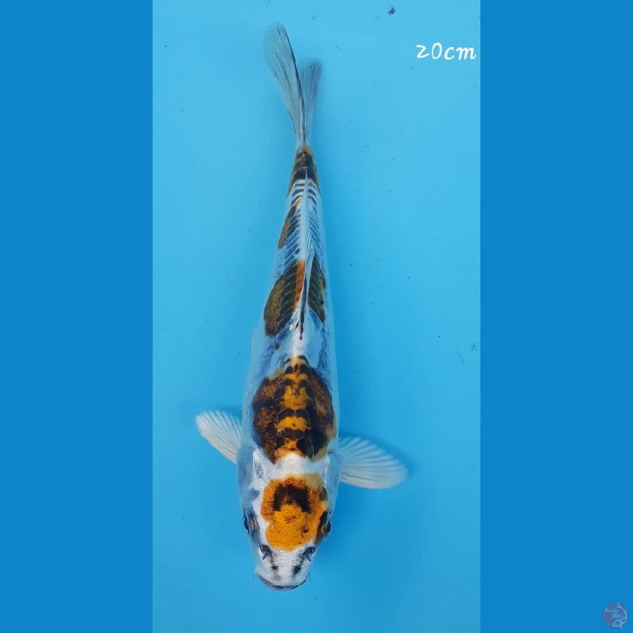 Kiko 20cm