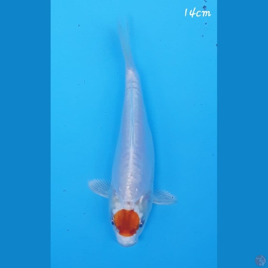 Tc Short Body 14cm