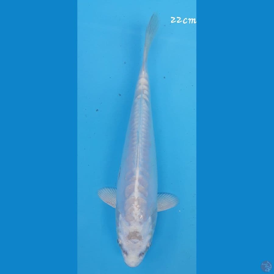 Platinum doitzu 22cm