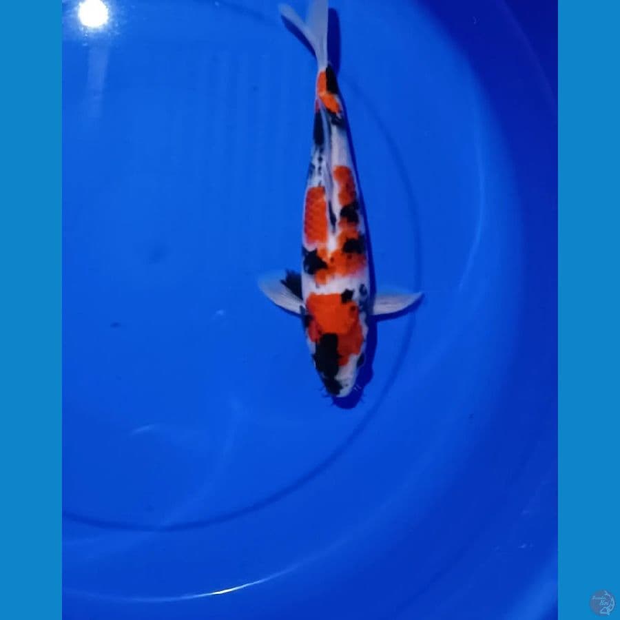SHOWA JANTAN - 30 CM