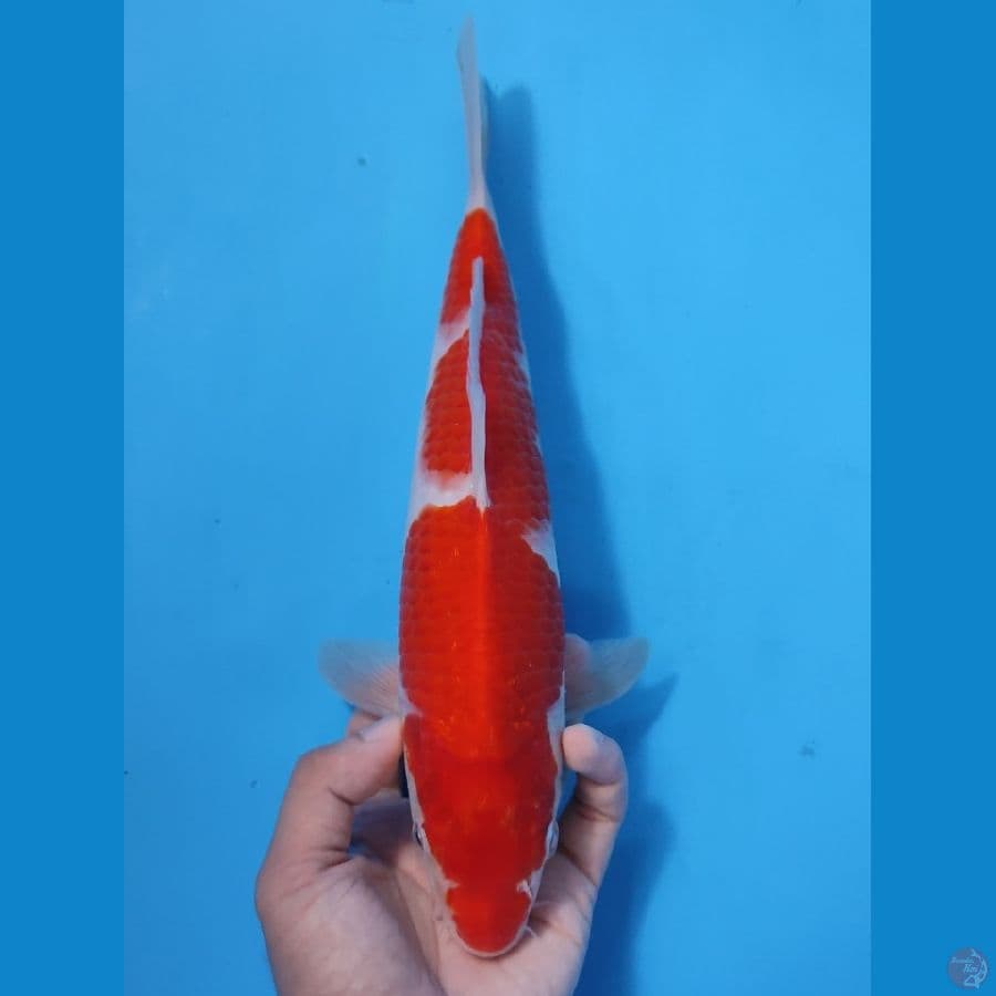 KOHAKU RED STRONG 30CM - MALE