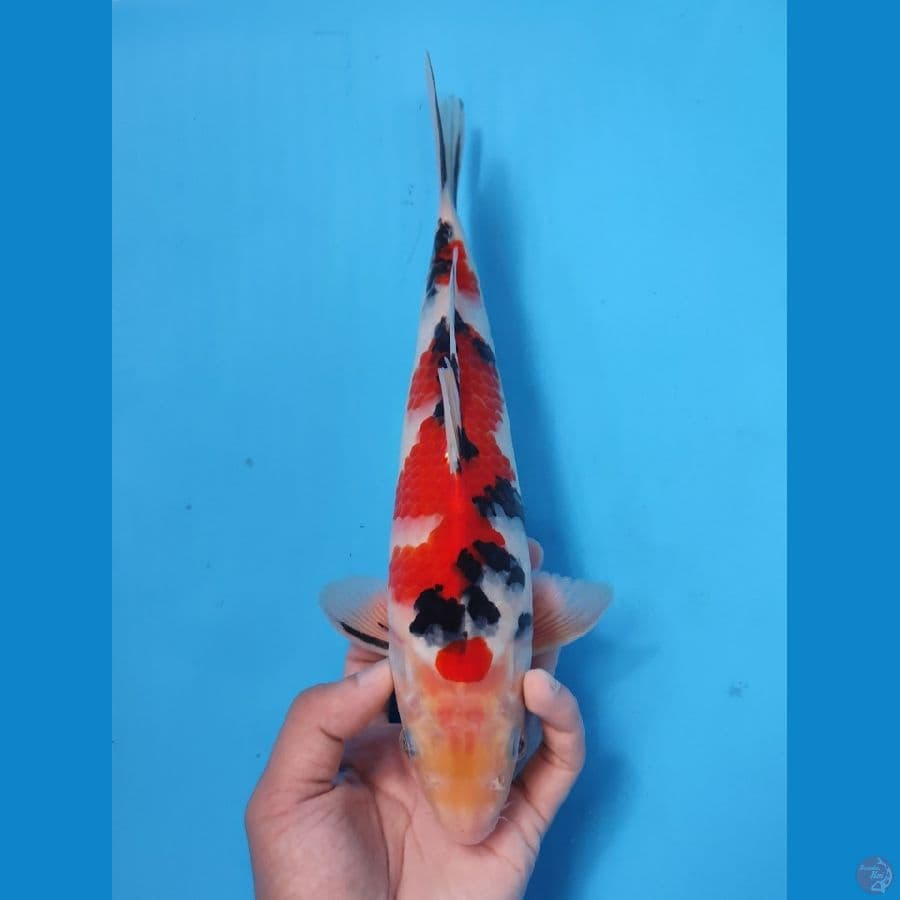 SANKE HQ 27CM - MALE