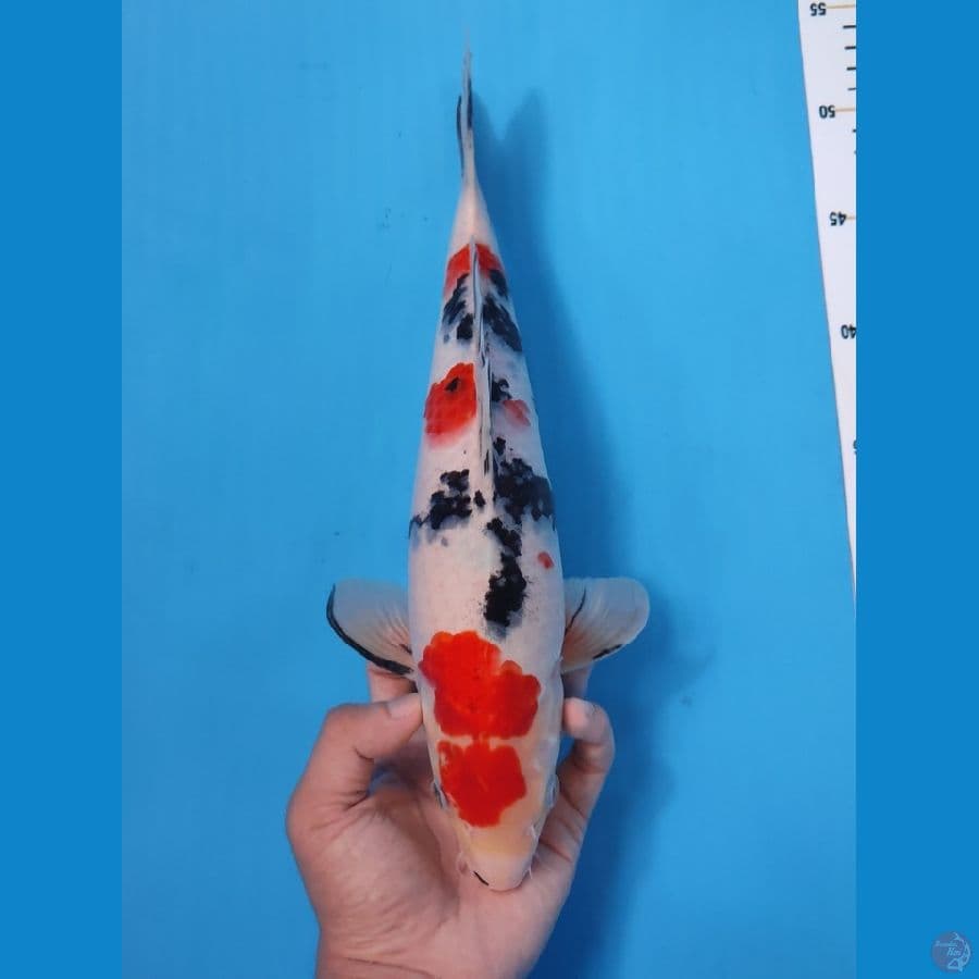SANKE 33CM - FEMALE