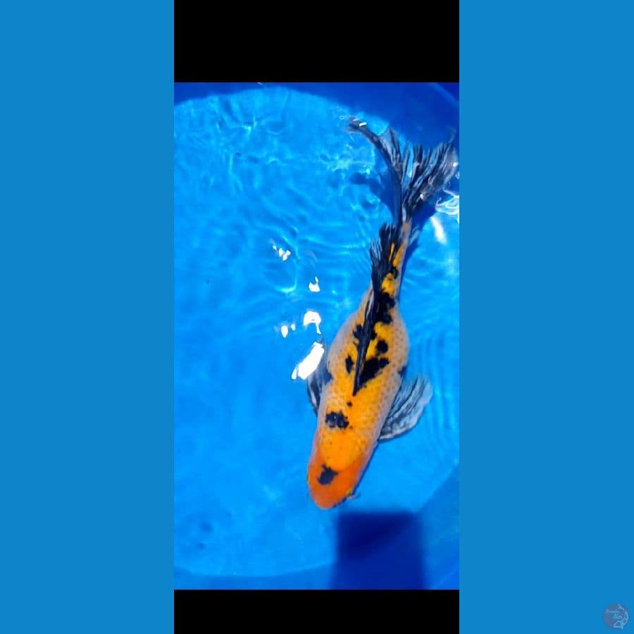 60 cm kumpay f