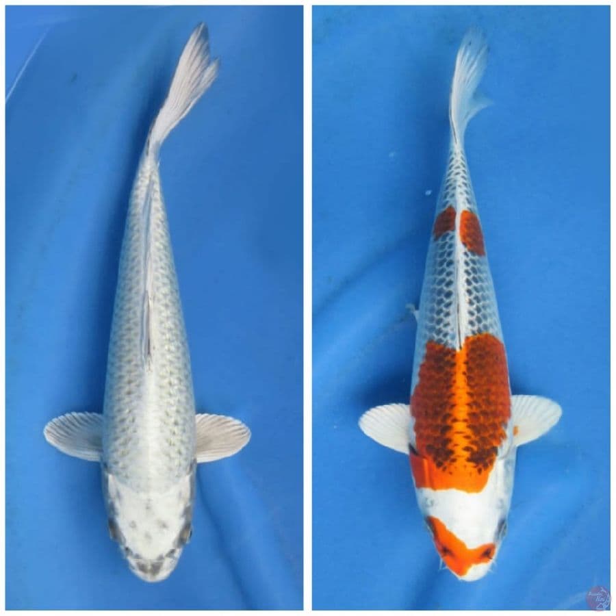 Paket SQ , 42cm 30cm