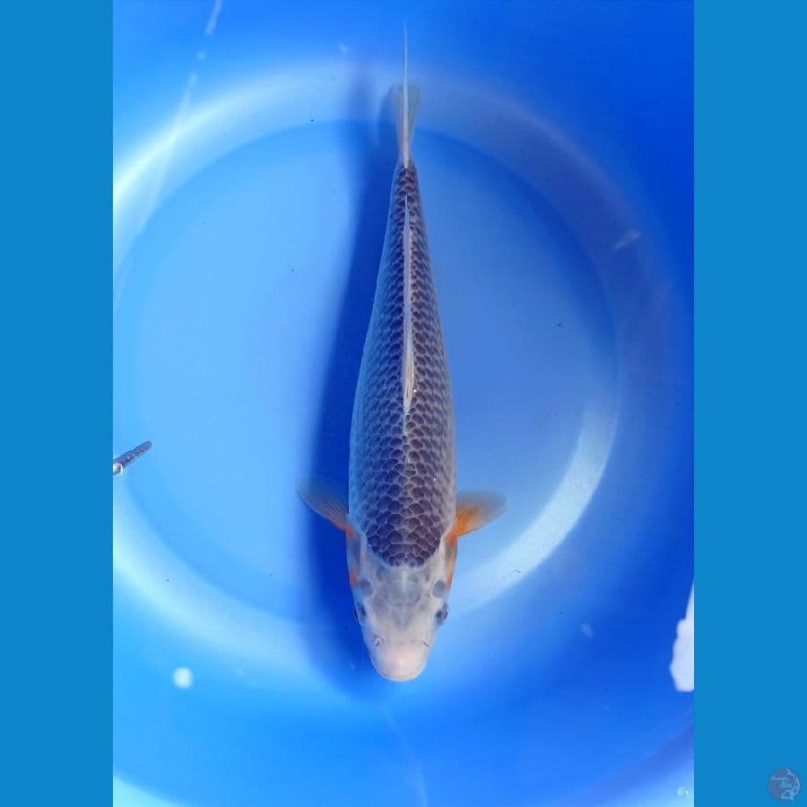 Asagi 26cm