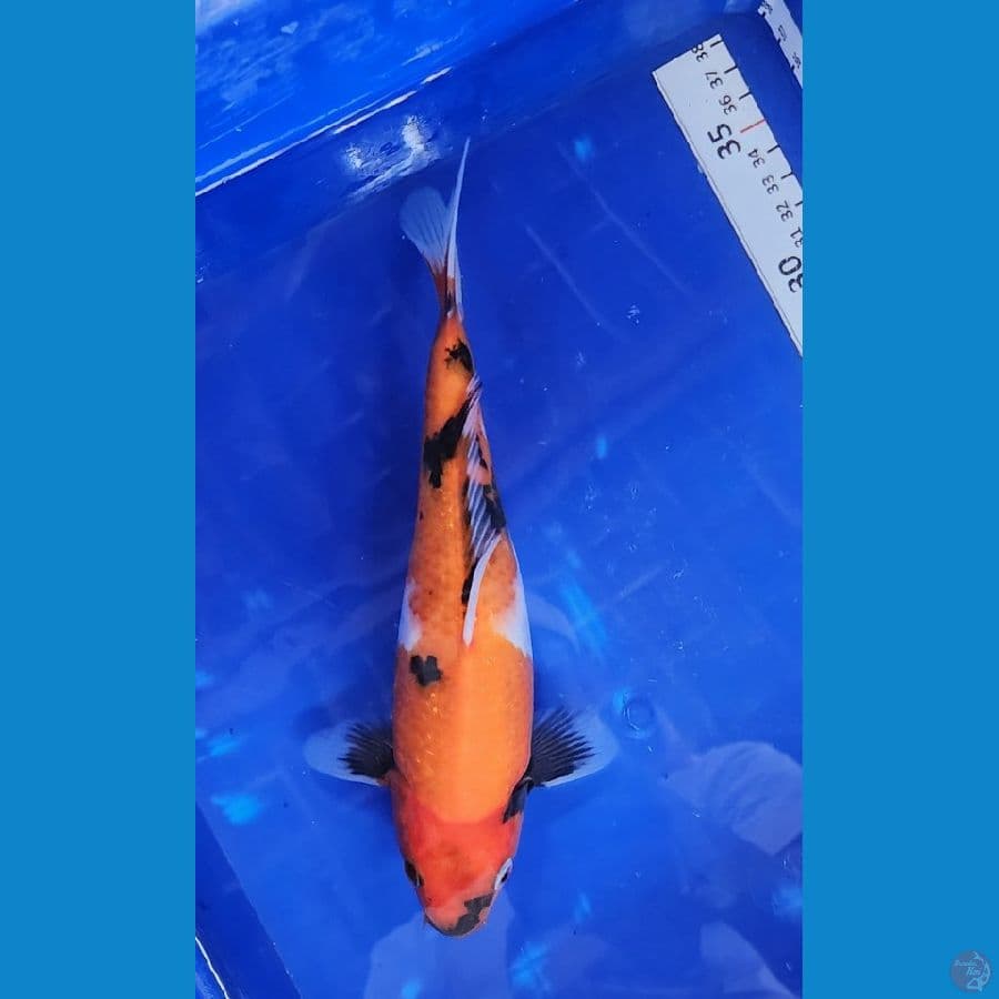 25cm showa bulki