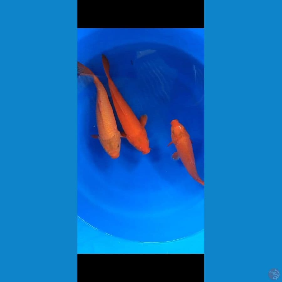 BENIGOI 30-35CM PAKET
