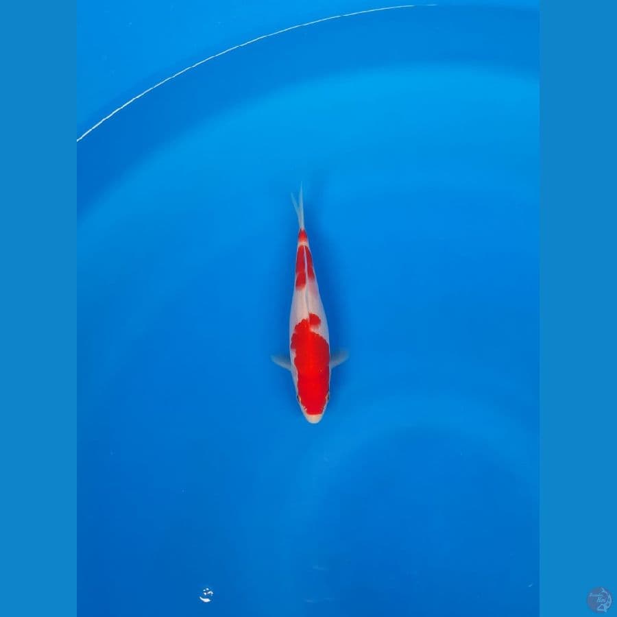kohaku SQ