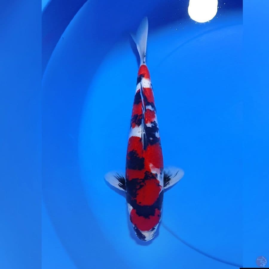 HQ SHOWA 32CM JANTAN